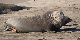 Seal Penis